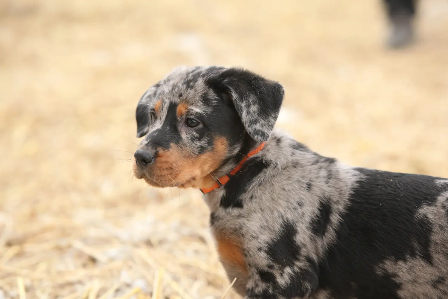 Acquistare un cucciolo di Beauceron significa assumersi delle responsabilità! Comprare cuccioli di Beauceron.