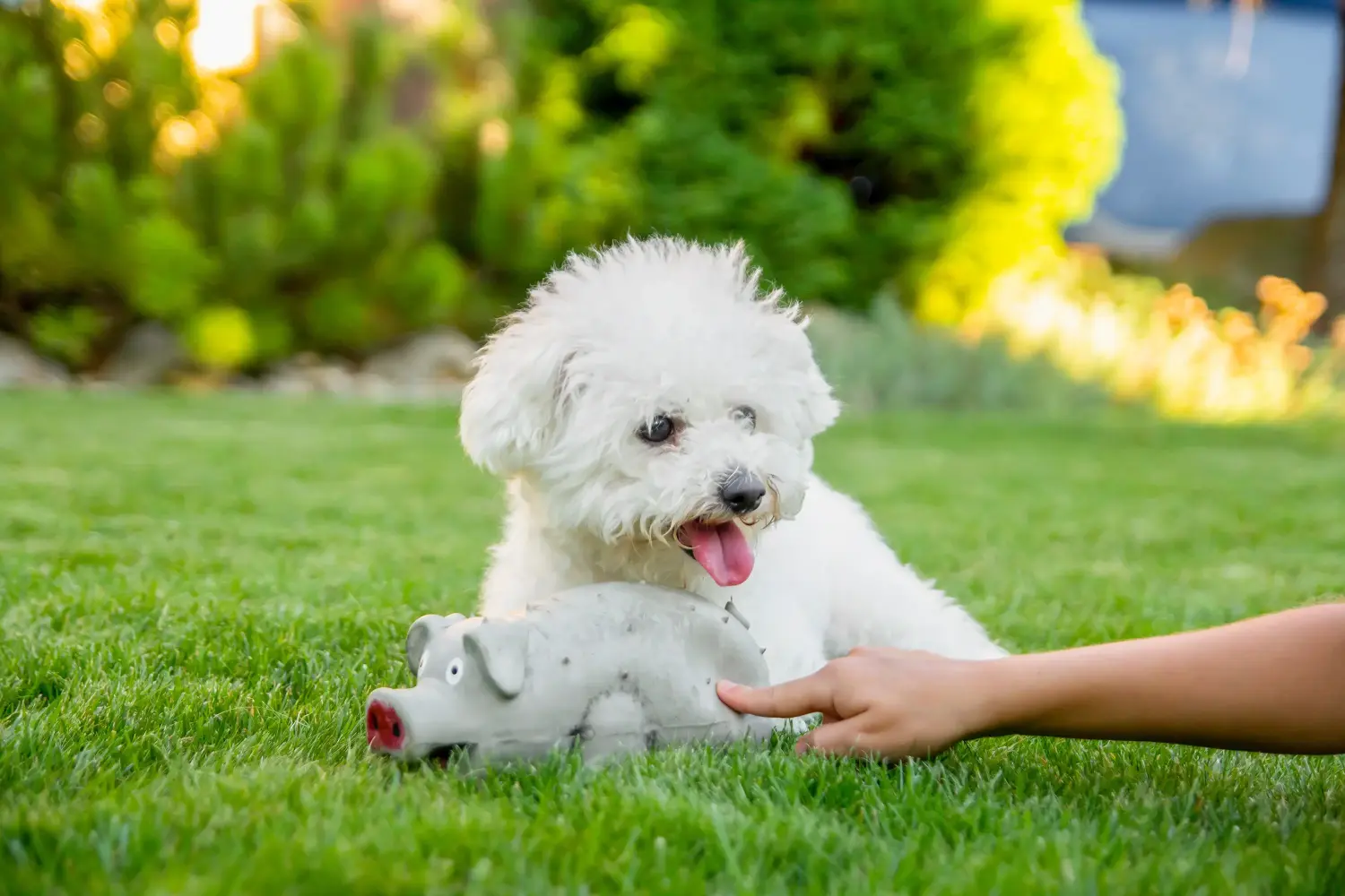 Acquistare un cucciolo di Bichon Frisé significa assumersi delle responsabilità! Acquistare cuccioli di Bichon Frisé.