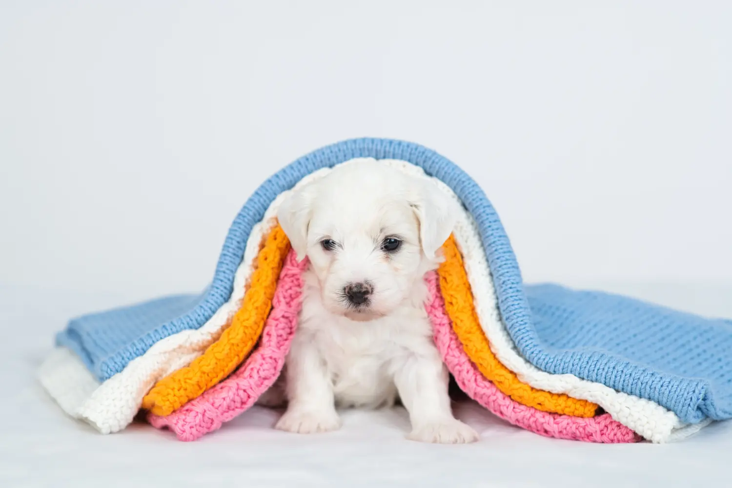 Acquistare un cucciolo di Bichon Frisé significa assumersi delle responsabilità! Acquistare cuccioli di Bichon Frisé.