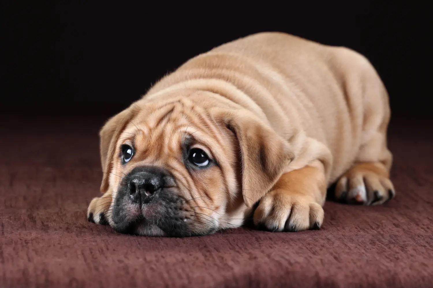 Acquistare un cucciolo di Bulldog Continentale significa assumersi delle responsabilità! Comprare cuccioli di Bulldog Continentale.