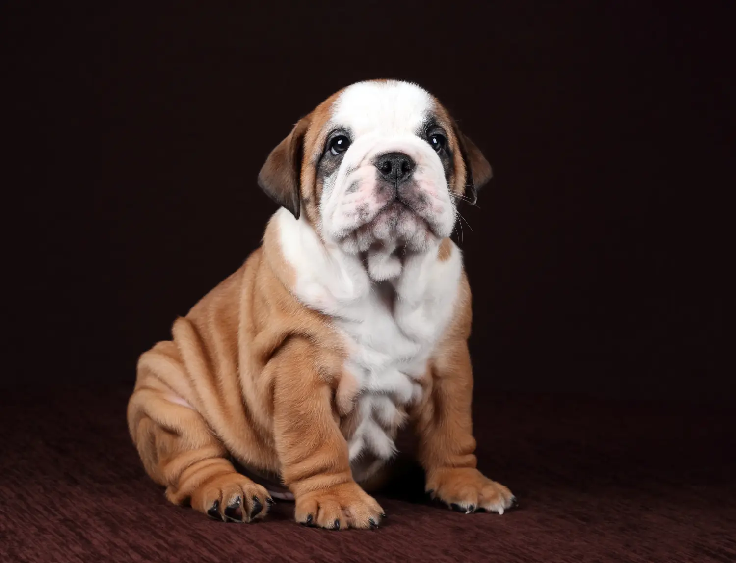 Acquistare un cucciolo di Bulldog Continentale significa assumersi delle responsabilità! Comprare cuccioli di Bulldog Continentale.
