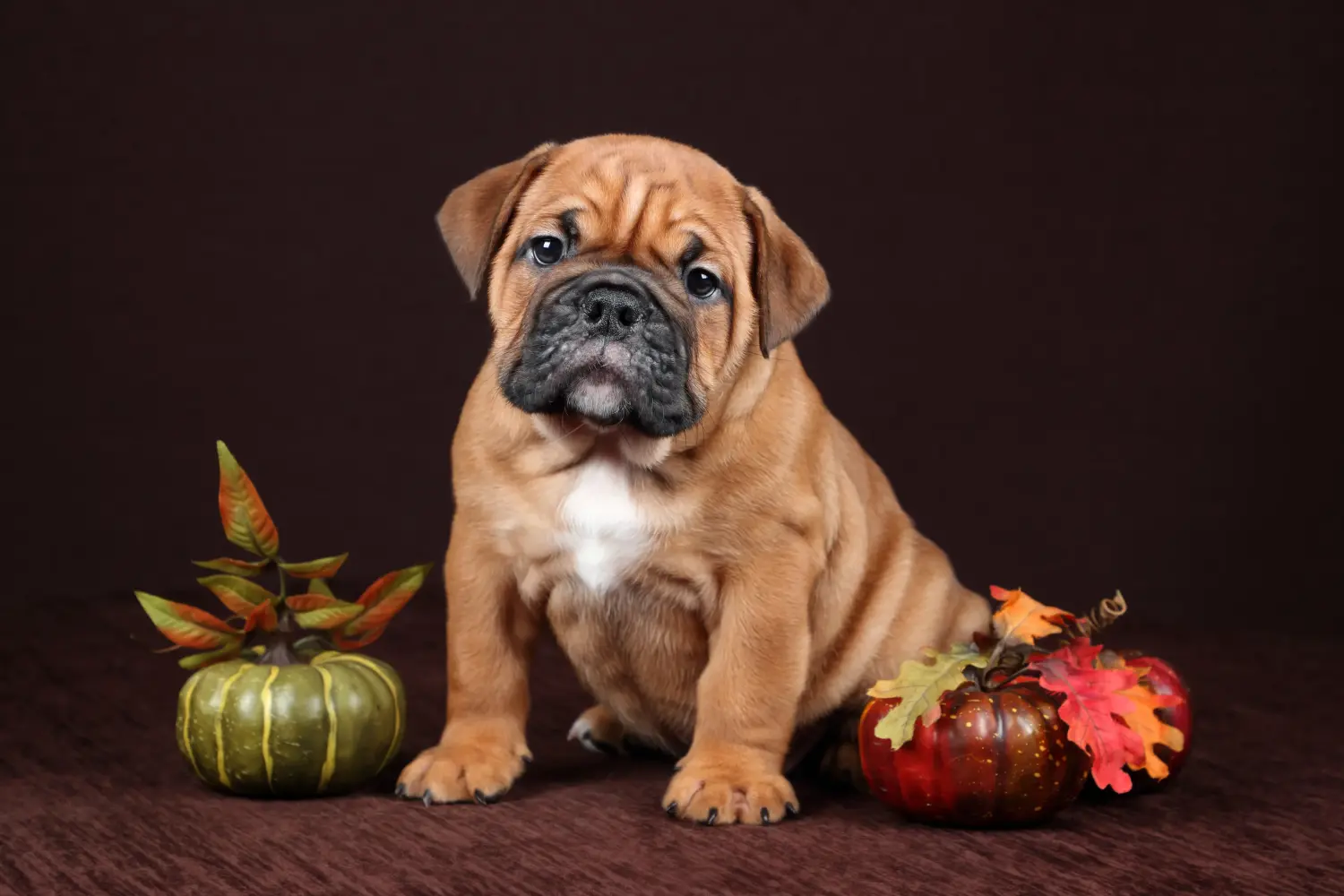Acquistare un cucciolo di Bulldog Continentale significa assumersi delle responsabilità! Comprare cuccioli di Bulldog Continentale.