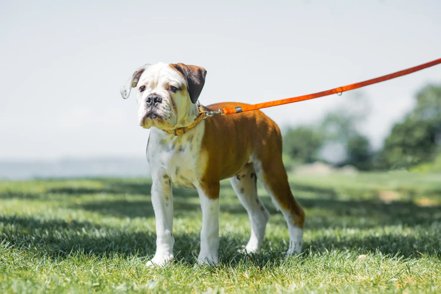 Acquistare un cucciolo di Bulldog Continentale significa assumersi delle responsabilità! Comprare cuccioli di Bulldog Continentale.