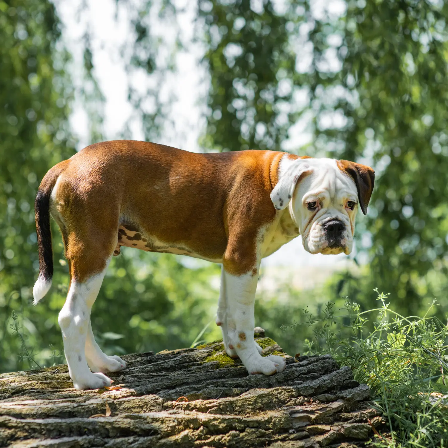 Acquistare un cucciolo di Bulldog Continentale significa assumersi delle responsabilità! Comprare cuccioli di Bulldog Continentale.