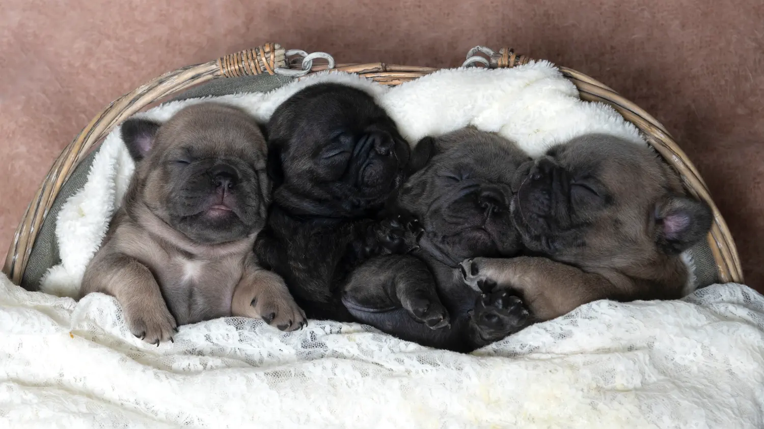 Acquistare un cucciolo di Bulldog francese significa assumersi delle responsabilità! Comprare cuccioli di Bulldog francese.