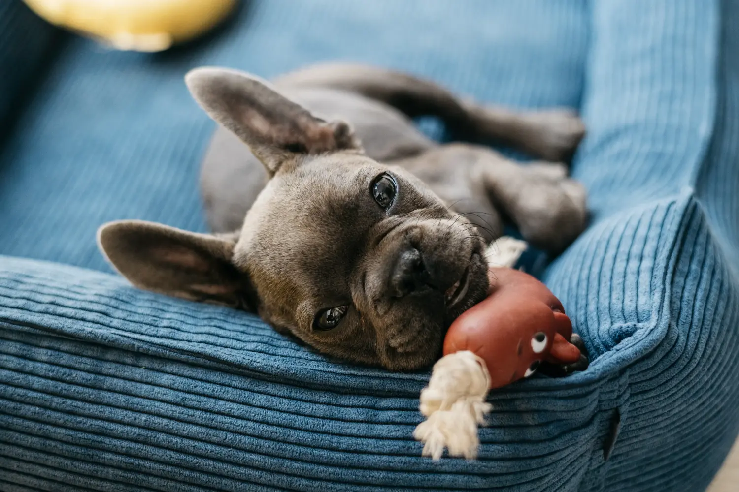 Acquistare un cucciolo di Bulldog francese significa assumersi delle responsabilità! Comprare cuccioli di Bulldog francese.