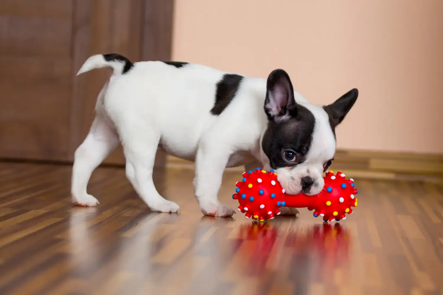 Acquistare un cucciolo di Bulldog francese significa assumersi delle responsabilità! Comprare cuccioli di Bulldog francese.
