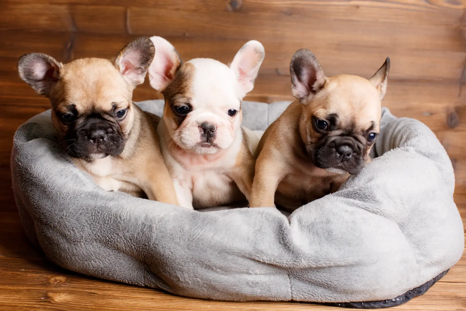 Acquistare un cucciolo di Bulldog francese significa assumersi delle responsabilità! Comprare cuccioli di Bulldog francese.