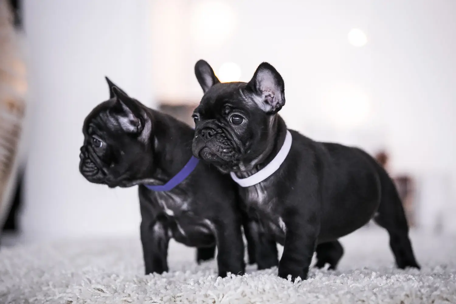 Acquistare un cucciolo di Bulldog francese significa assumersi delle responsabilità! Comprare cuccioli di Bulldog francese.