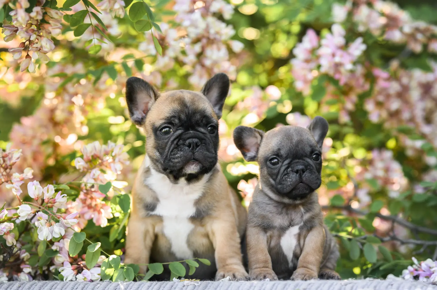Acquistare un cucciolo di Bulldog francese significa assumersi delle responsabilità! Comprare cuccioli di Bulldog francese.