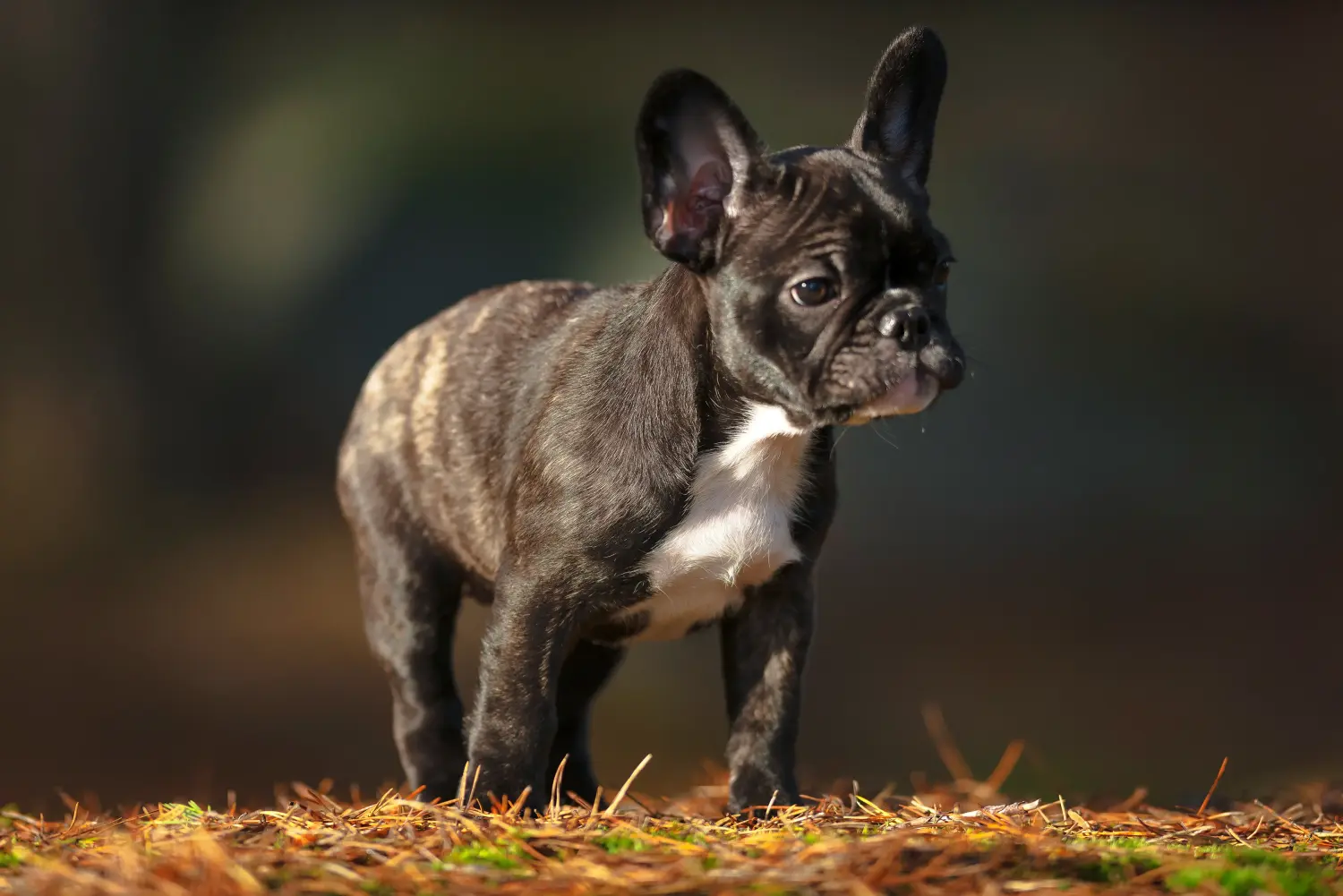 Acquistare un cucciolo di Bulldog francese significa assumersi delle responsabilità! Comprare cuccioli di Bulldog francese.