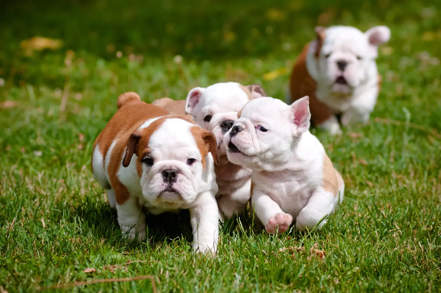 Acquistare un cucciolo di Bulldog inglese significa assumersi delle responsabilità! Comprare cuccioli di Bulldog inglese.