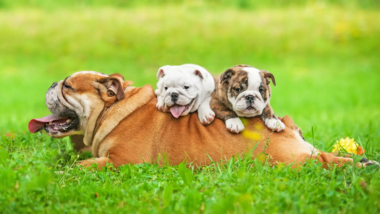 Acquistare un cucciolo di Bulldog inglese significa assumersi delle responsabilità! Comprare cuccioli di Bulldog inglese.