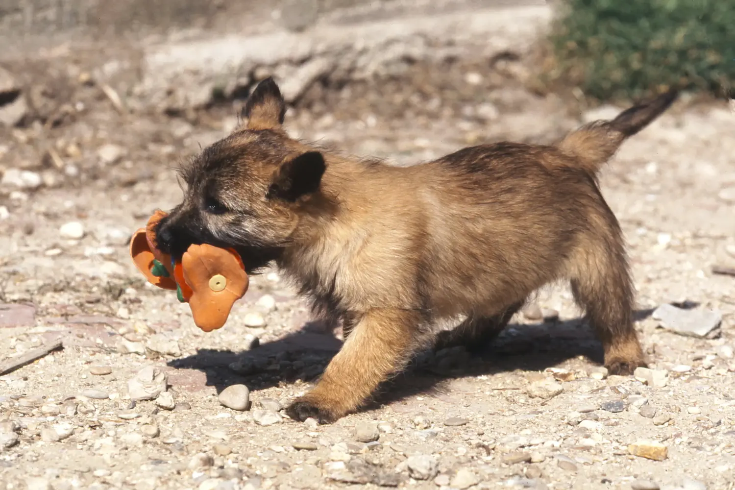 Acquistare un cucciolo di Cairn Terrier significa assumersi delle responsabilità! Acquistare cuccioli di Cairn Terrier.