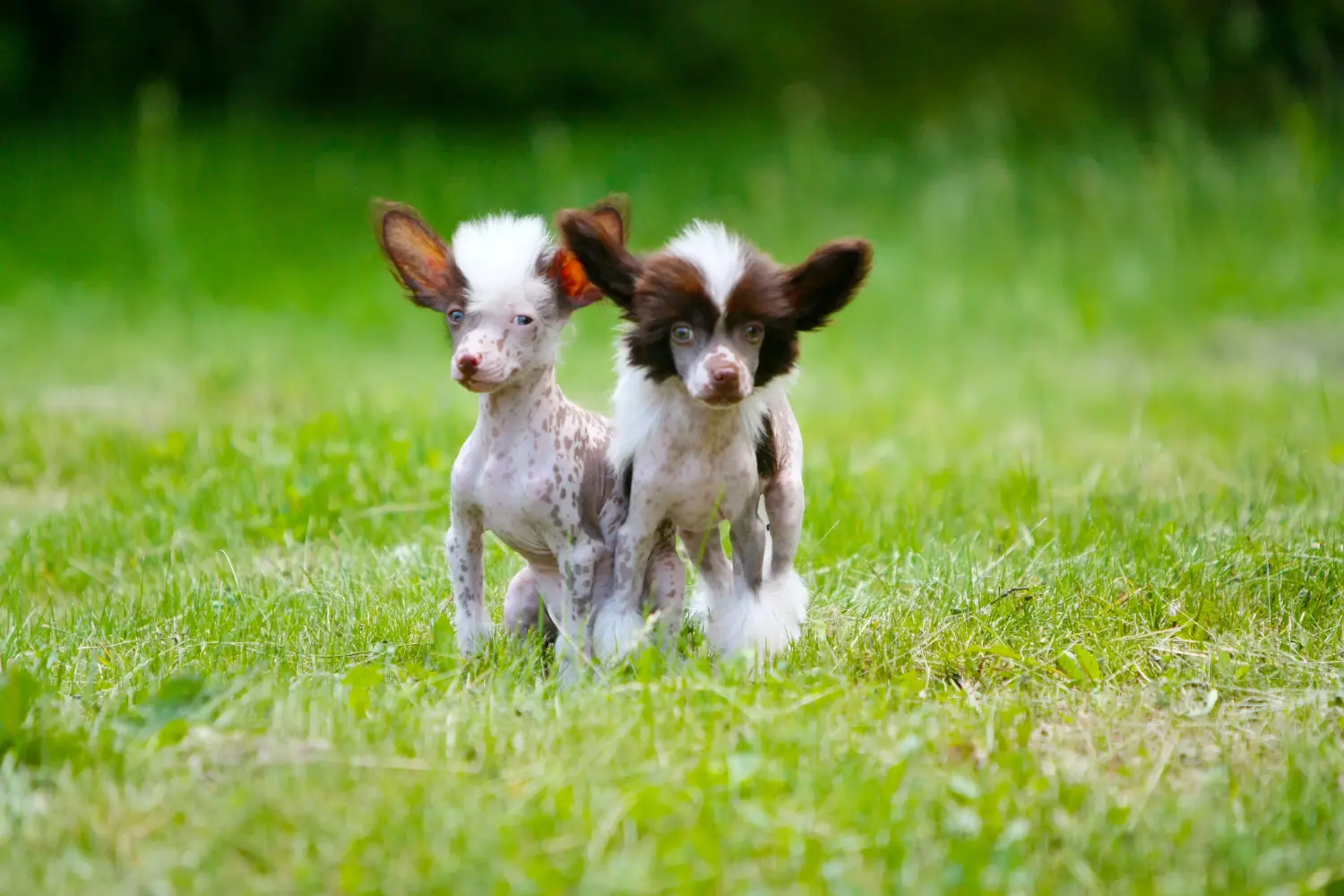 Acquistare un cucciolo di Chinese Crested Dog significa assumersi delle responsabilità! Comprare cuccioli di cane crestato cinese.