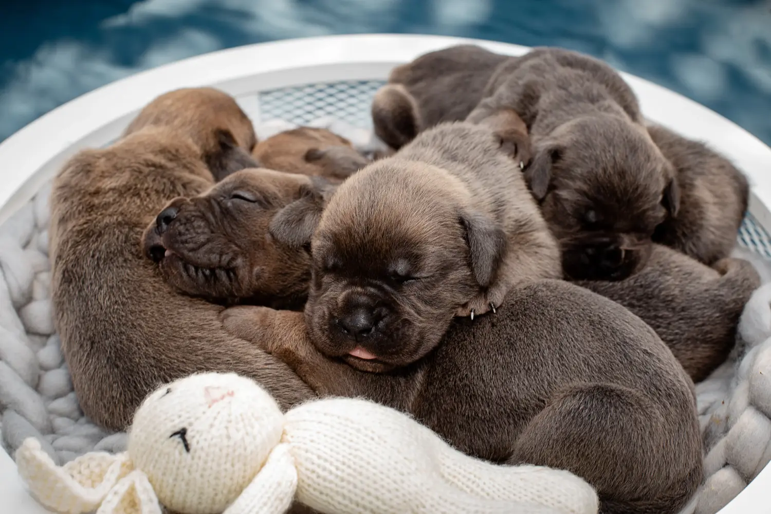 Acquistare un cucciolo di Cane Corso Italiano significa assumersi delle responsabilità! Comprare cuccioli di Cane Corso Italiano.
