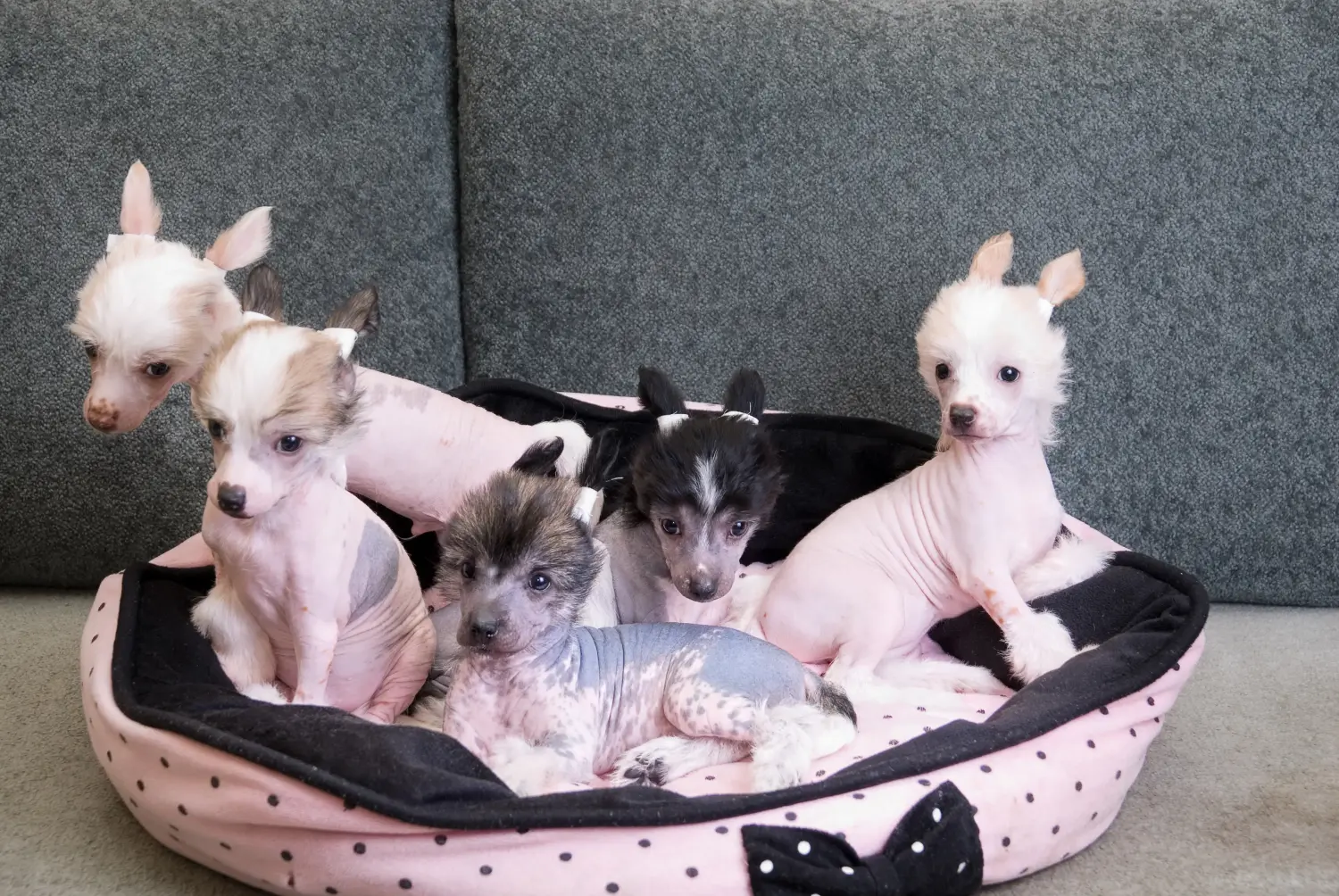 Acquistare un cucciolo di Chinese Crested Dog significa assumersi delle responsabilità! Comprare cuccioli di cane crestato cinese.