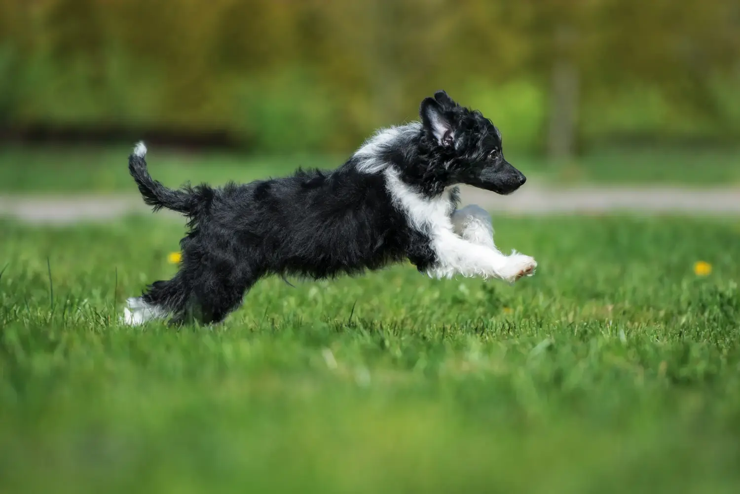 Acquistare un cucciolo di Chinese Crested Dog significa assumersi delle responsabilità! Comprare cuccioli di cane crestato cinese.