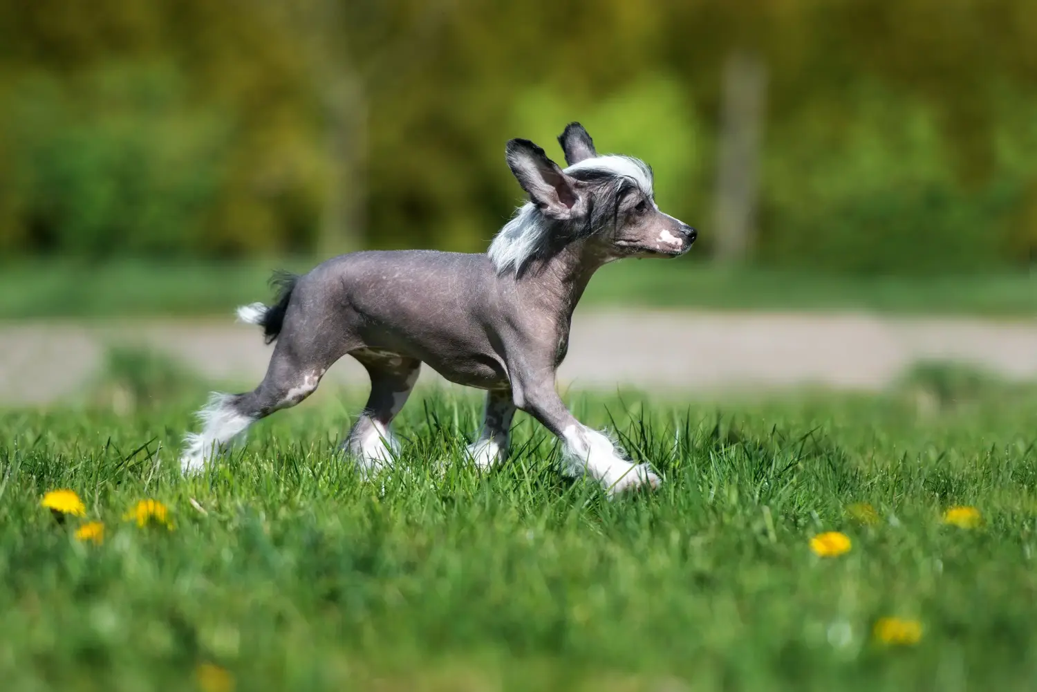 Acquistare un cucciolo di Chinese Crested Dog significa assumersi delle responsabilità! Comprare cuccioli di cane crestato cinese.