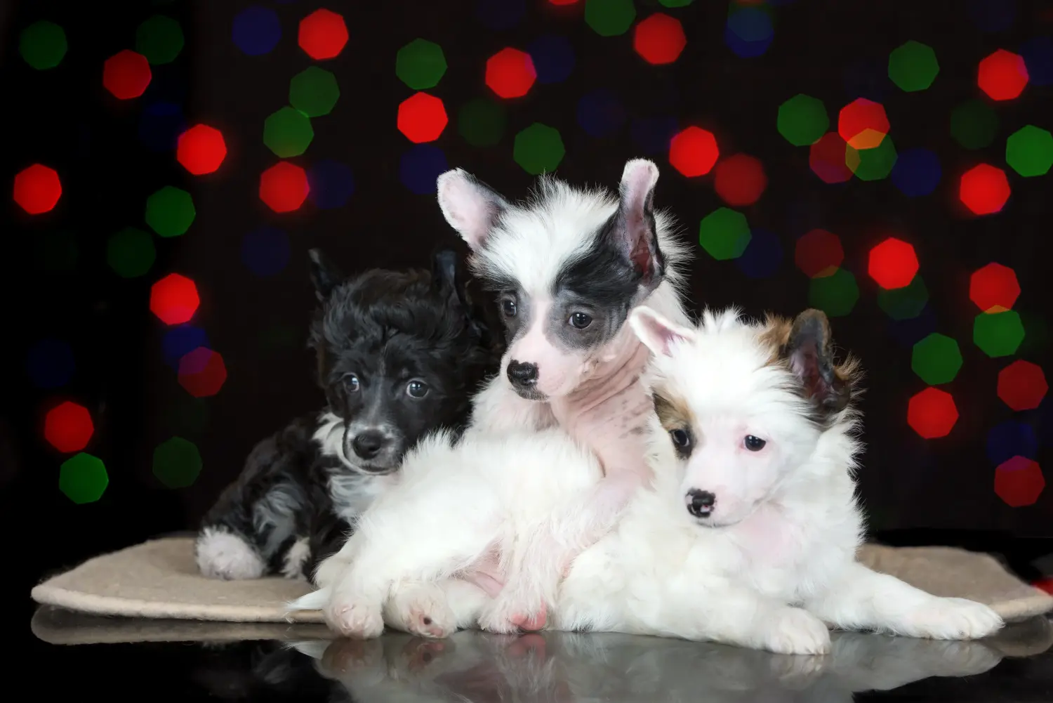 Acquistare un cucciolo di Chinese Crested Dog significa assumersi delle responsabilità! Comprare cuccioli di cane crestato cinese.