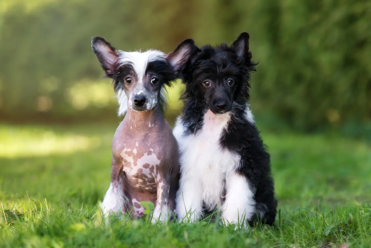 Acquistare un cucciolo di Chinese Crested Dog significa assumersi delle responsabilità! Comprare cuccioli di cane crestato cinese.