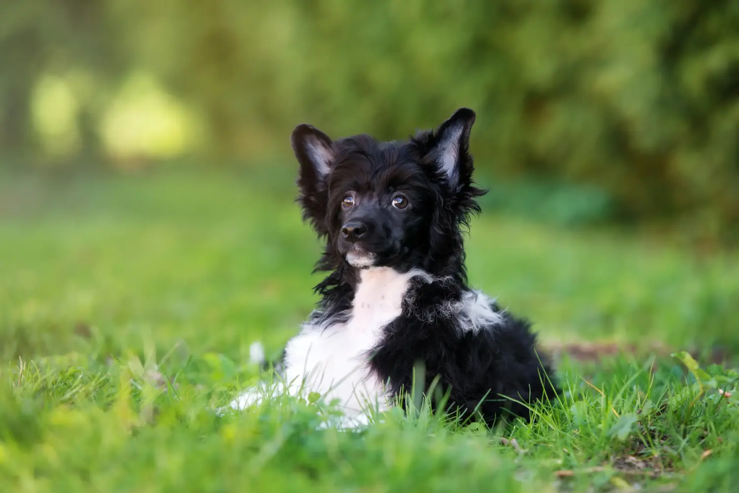 Acquistare un cucciolo di Chinese Crested Dog significa assumersi delle responsabilità! Comprare cuccioli di cane crestato cinese.