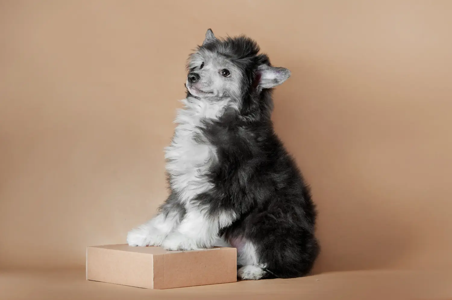 Acquistare un cucciolo di Chinese Crested Dog significa assumersi delle responsabilità! Comprare cuccioli di cane crestato cinese.