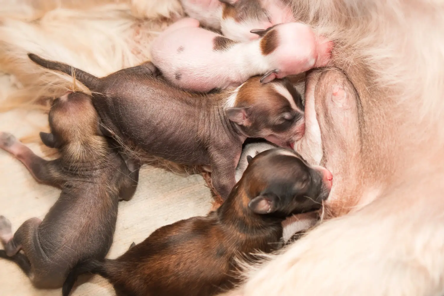 Acquistare un cucciolo di Chinese Crested Dog significa assumersi delle responsabilità! Comprare cuccioli di cane crestato cinese.