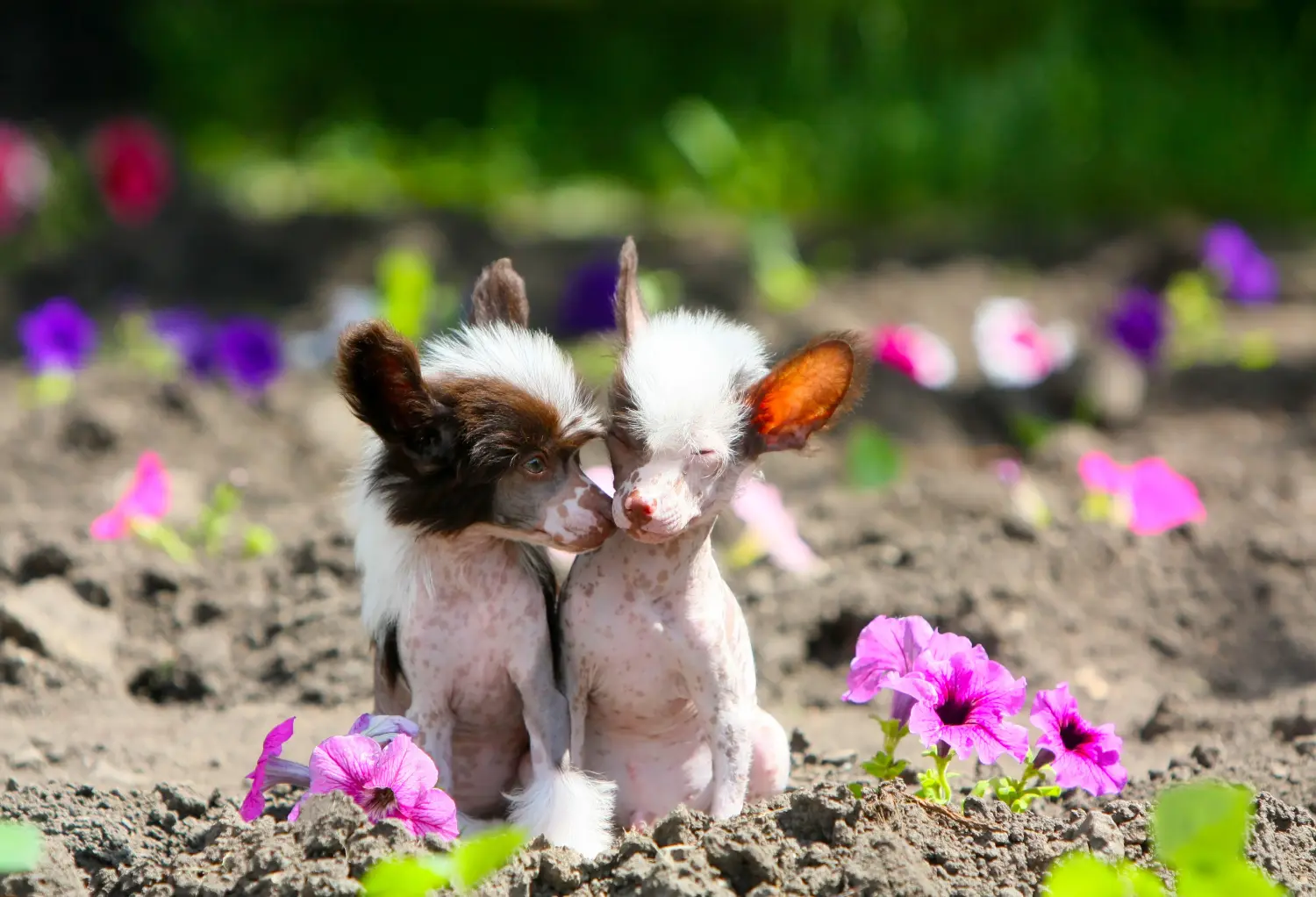 Acquistare un cucciolo di Chinese Crested Dog significa assumersi delle responsabilità! Comprare cuccioli di cane crestato cinese.