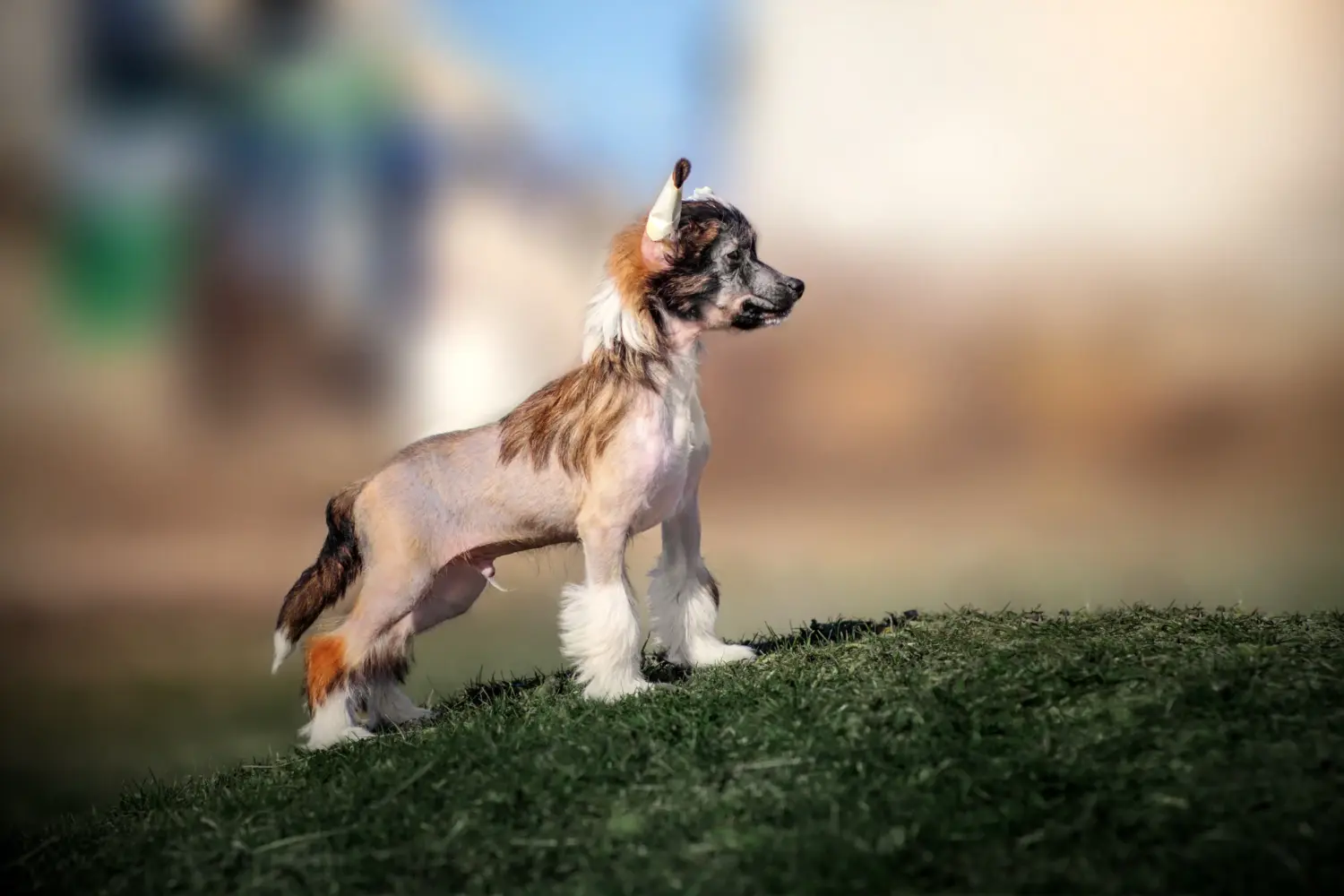 Acquistare un cucciolo di Chinese Crested Dog significa assumersi delle responsabilità! Comprare cuccioli di cane crestato cinese.
