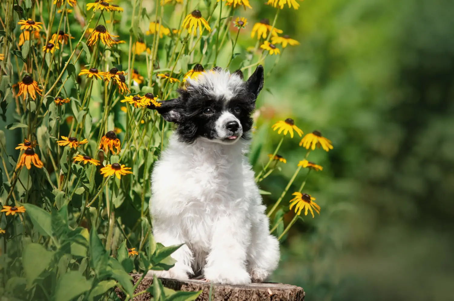 Acquistare un cucciolo di Chinese Crested Dog significa assumersi delle responsabilità! Comprare cuccioli di cane crestato cinese.