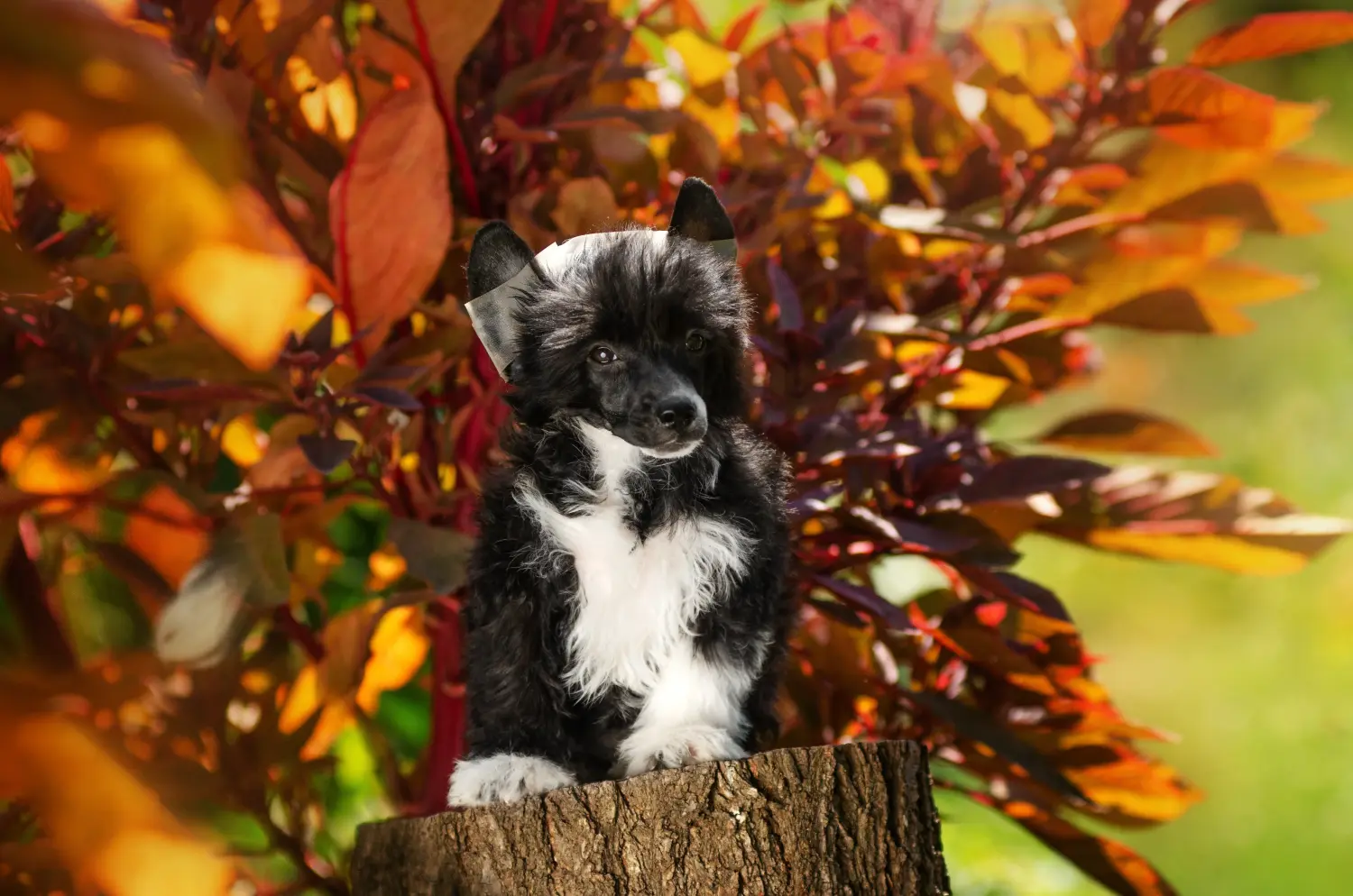Acquistare un cucciolo di Chinese Crested Dog significa assumersi delle responsabilità! Comprare cuccioli di cane crestato cinese.