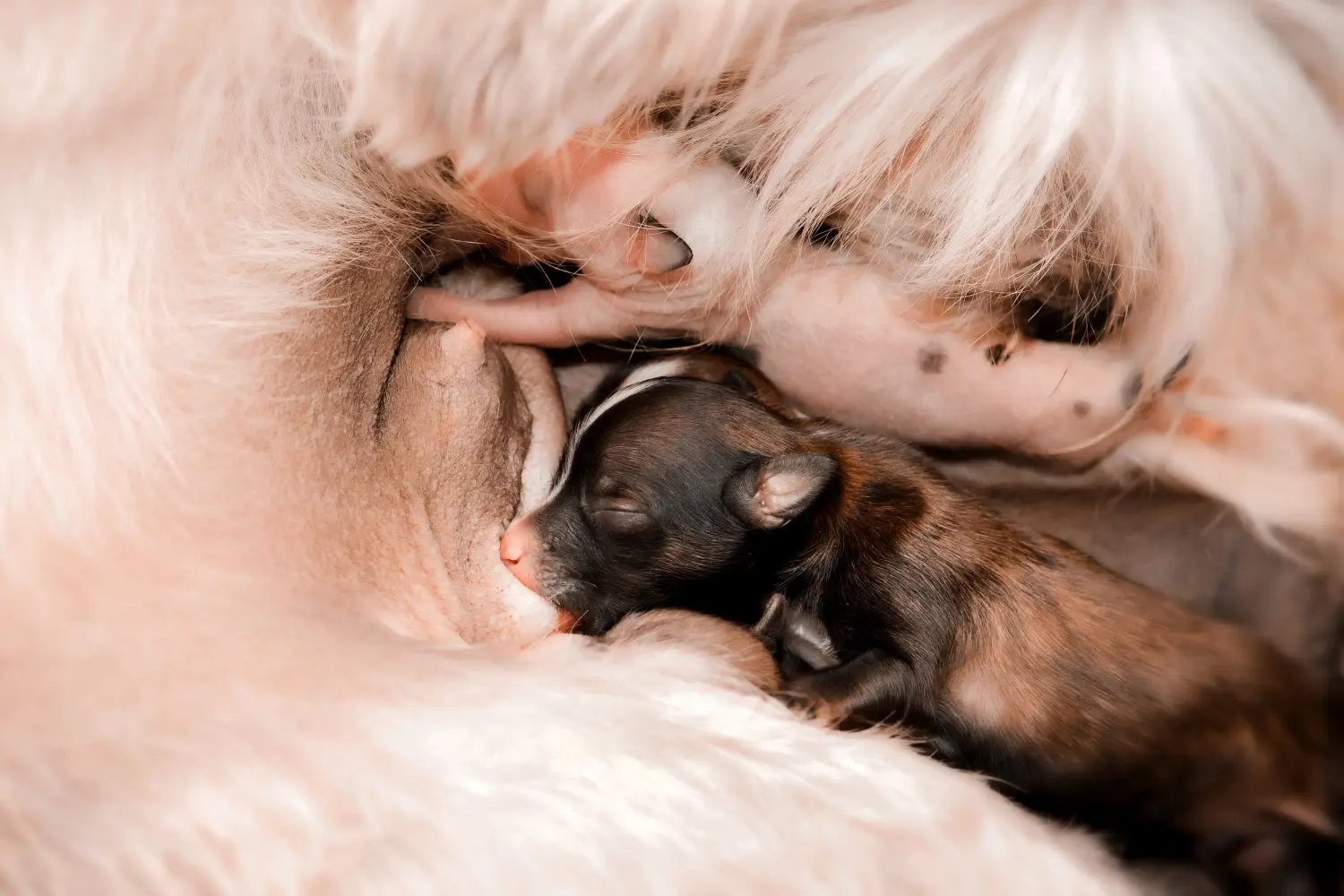 Acquistare un cucciolo di Chinese Crested Dog significa assumersi delle responsabilità! Comprare cuccioli di cane crestato cinese.