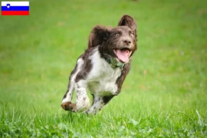 Scopri di più sull'articolo Allevatori di cani da guardia tedeschi e cuccioli in Slovenia