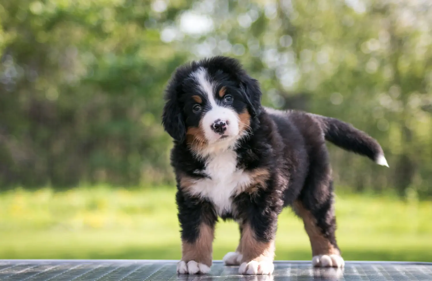 Acquistare un cucciolo di cane da montagna bernese significa assumersi delle responsabilità! Acquistare cuccioli di cane da montagna bernese.