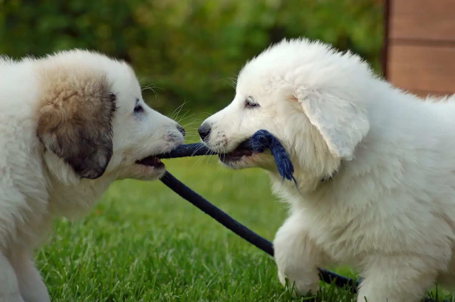 Acquistare un cucciolo di Cane da Montagna dei Pirenei significa assumersi delle responsabilità! Acquistare cuccioli di Cane da Montagna dei Pirenei.