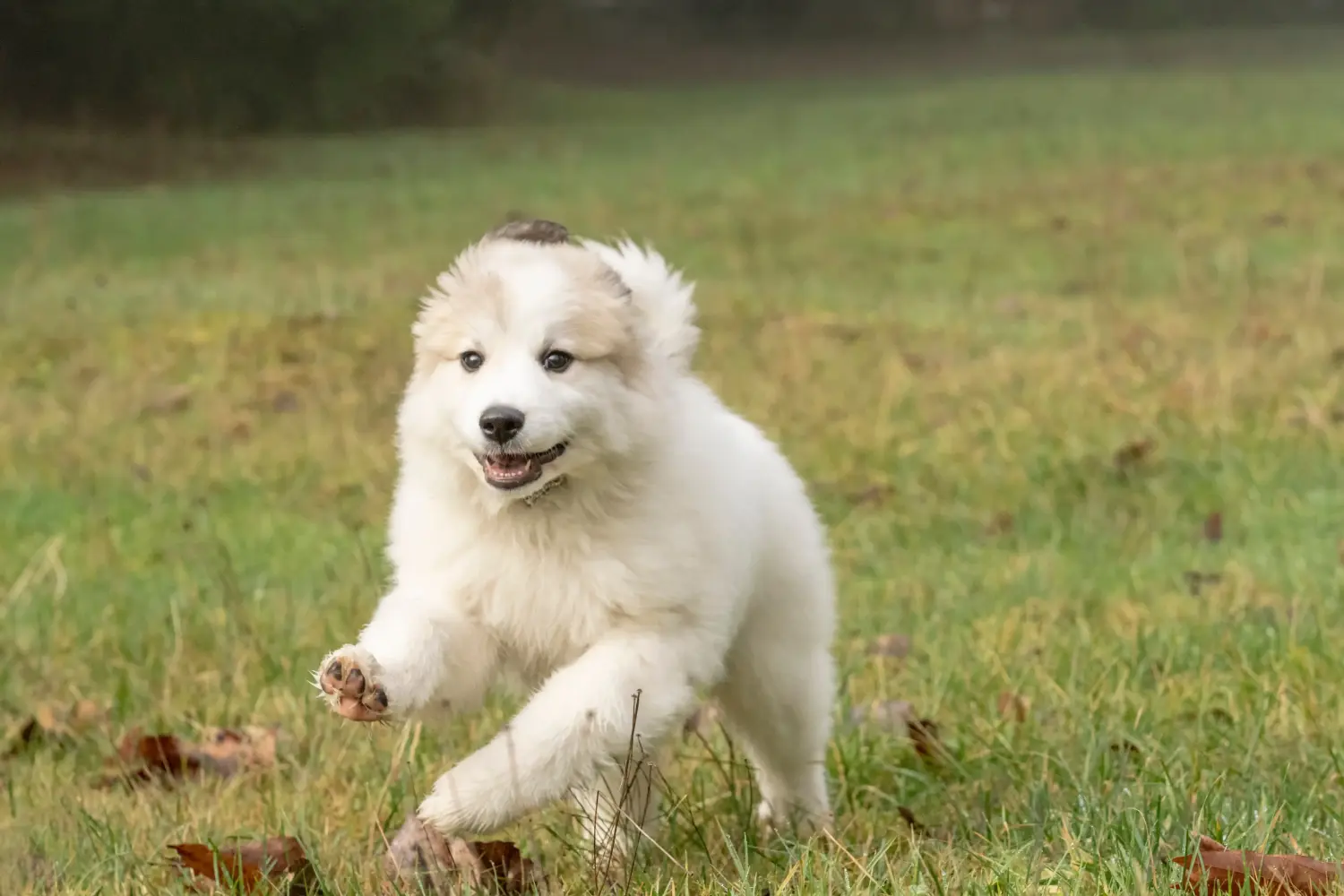 Acquistare un cucciolo di Cane da Montagna dei Pirenei significa assumersi delle responsabilità! Acquistare cuccioli di Cane da Montagna dei Pirenei.