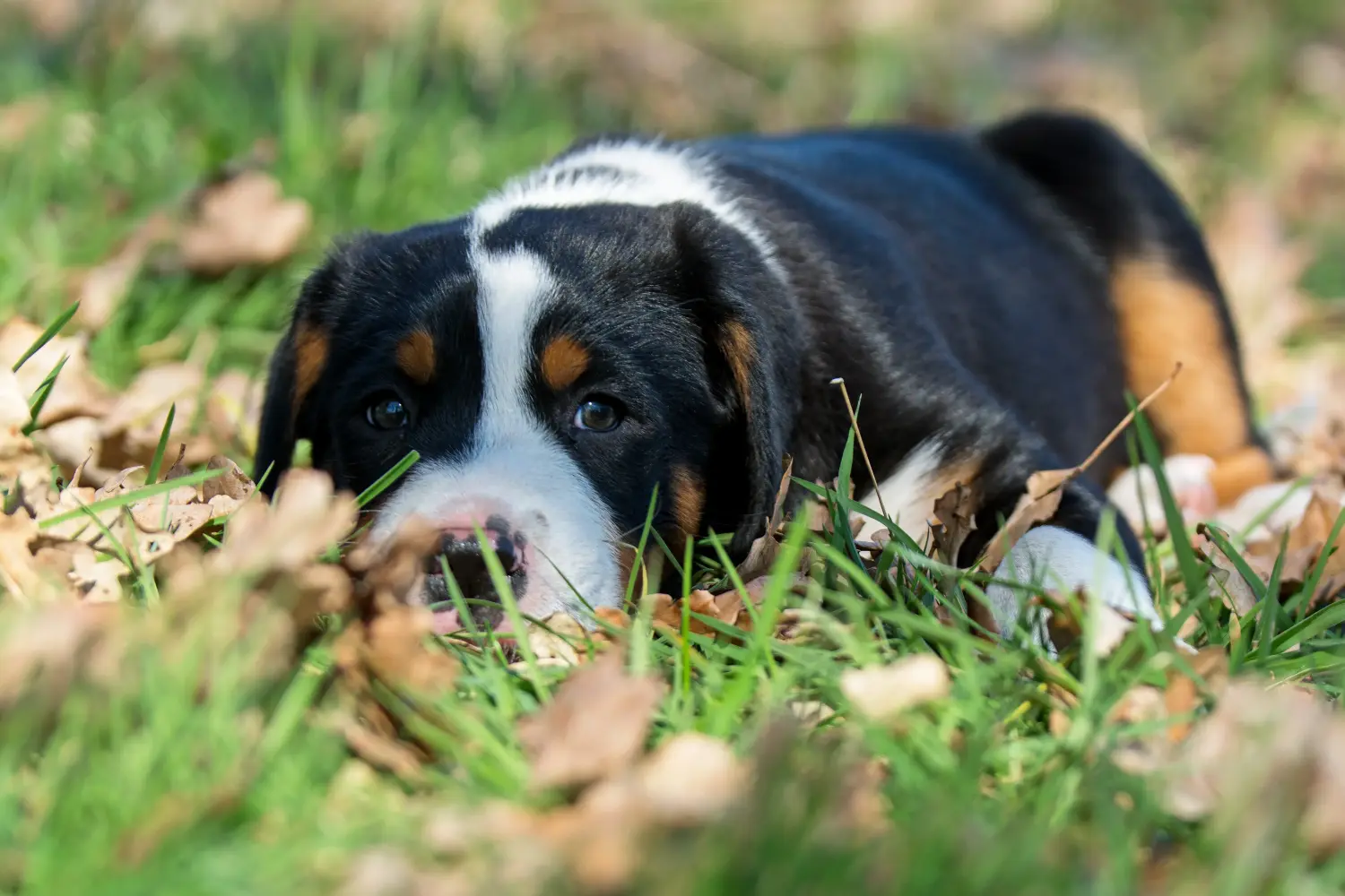 Acquistare un cucciolo di Cane da Montagna della Svizzera Maggiore significa assumersi delle responsabilità! Acquistare cuccioli di cane da montagna della Svizzera maggiore.