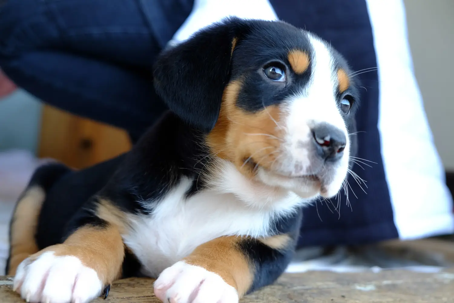 Acquistare un cucciolo di Cane da Montagna della Svizzera Maggiore significa assumersi delle responsabilità! Acquistare cuccioli di cane da montagna della Svizzera maggiore.