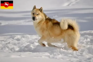 Scopri di più sull'articolo Allevatori e cuccioli di cani Groenlandia in Bassa Sassonia