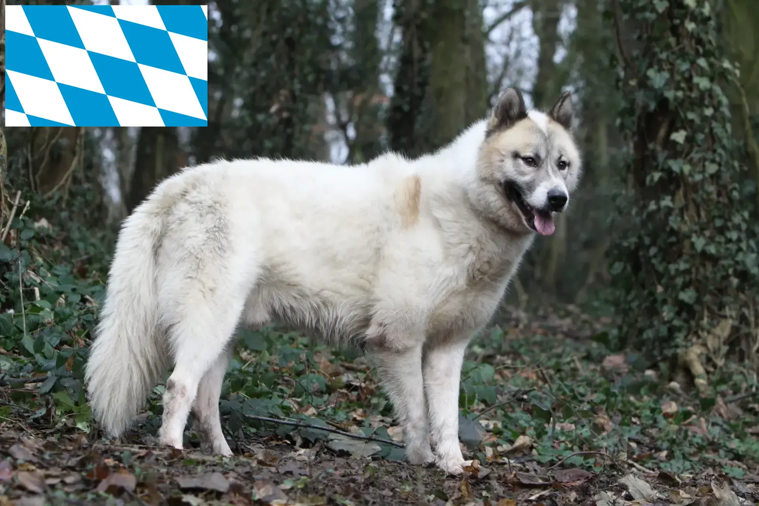 Cuccioli di cani Groenlandia e allevatori Baviera Qui potete trovare gli allevatori di cani Groenlandia in Baviera.