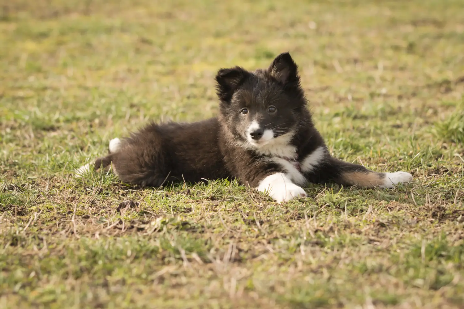 Acquistare un cucciolo di cane islandese significa assumersi delle responsabilità! Acquistare cuccioli di cane islandese.