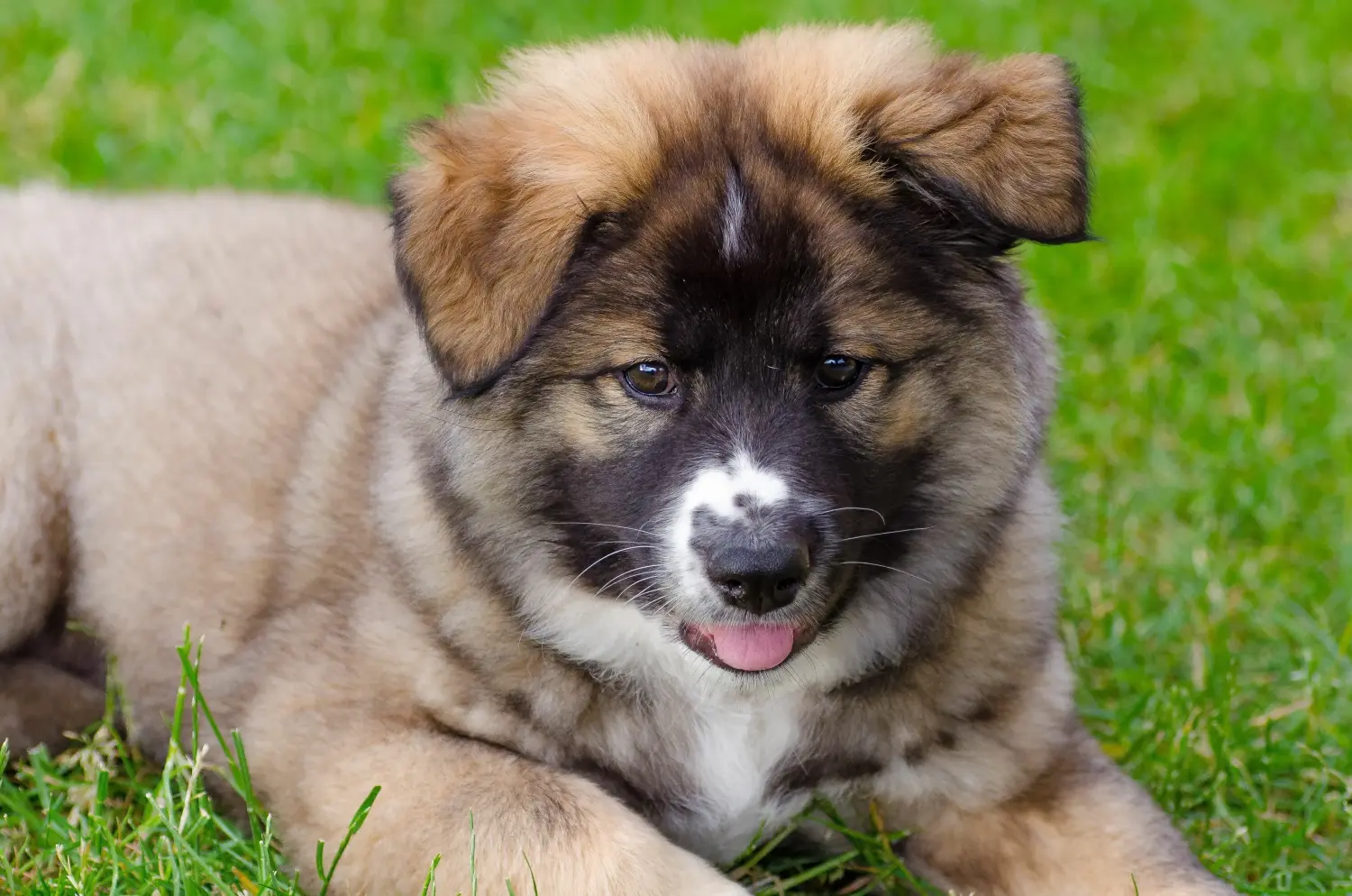 Acquistare un cucciolo di cane islandese significa assumersi delle responsabilità! Acquistare cuccioli di cane islandese.