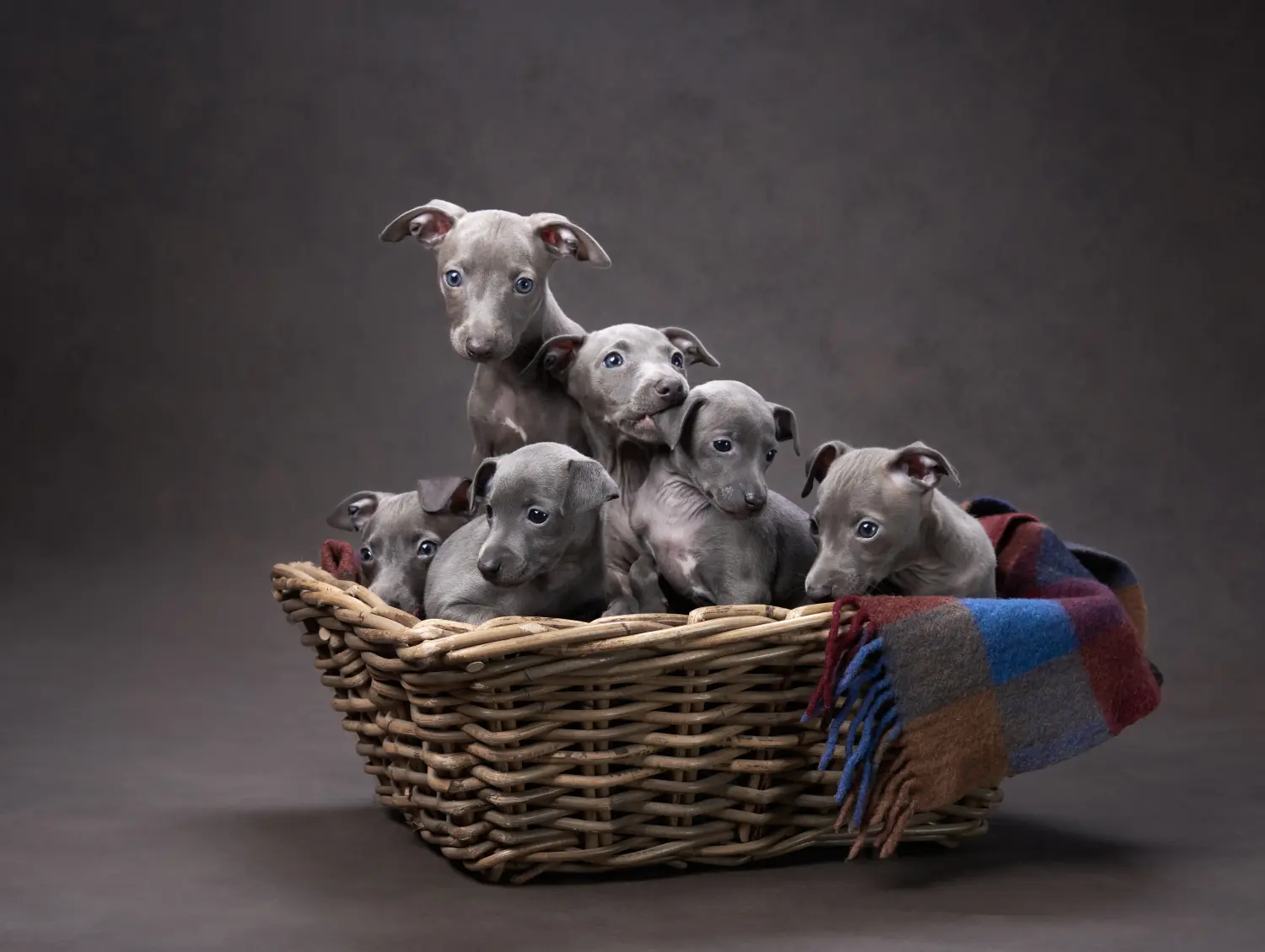 Acquistare un cucciolo di levriero italiano significa assumersi delle responsabilità! Acquistare cuccioli di cicalino italiano.