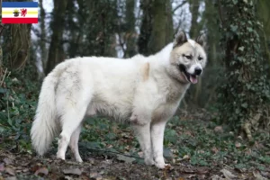 Scopri di più sull'articolo Allevatori di cani Groenlandia e cuccioli in Meclemburgo-Pomerania Anteriore