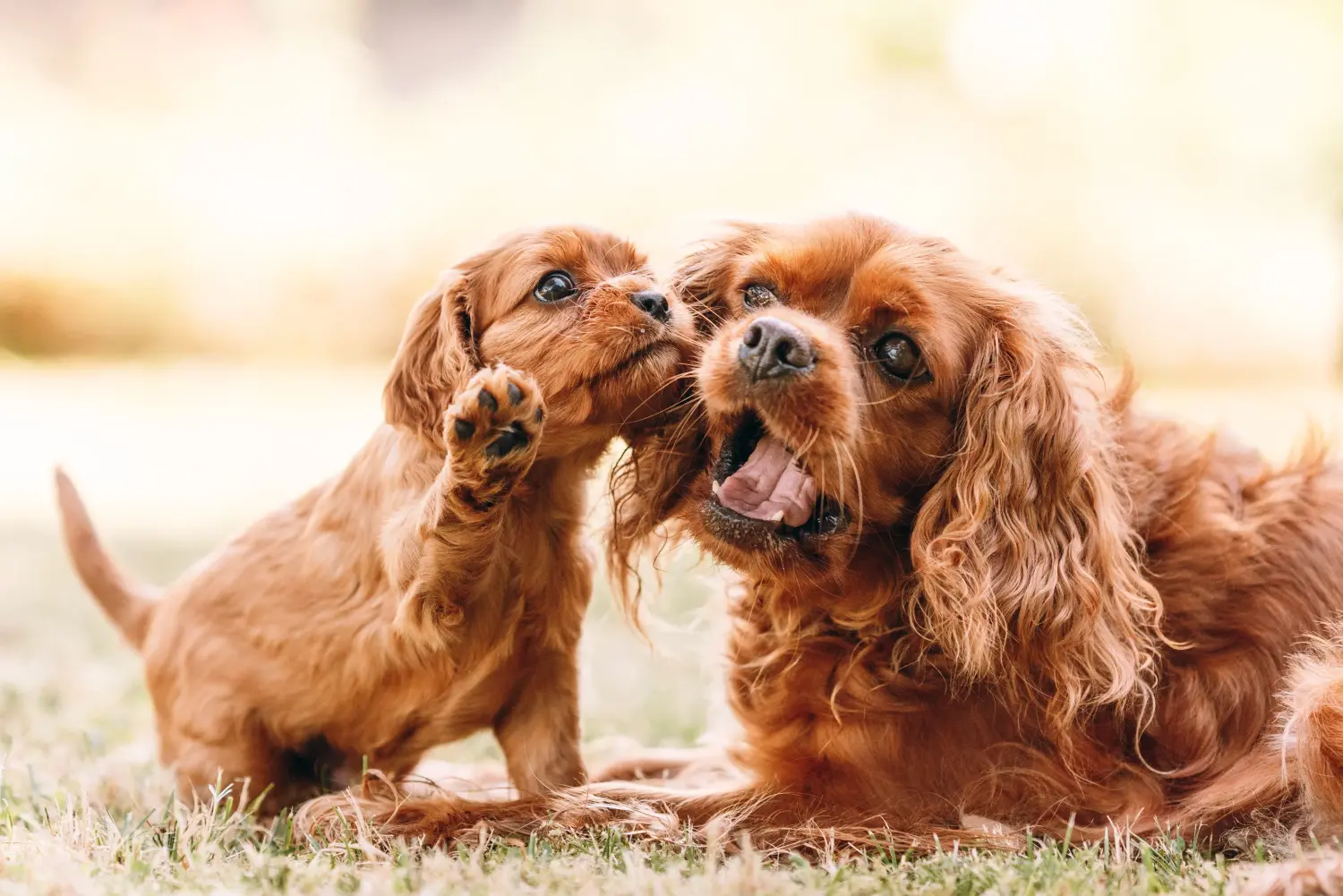 Acquistare un cucciolo di Cavalier King Charles Spaniel significa assumersi delle responsabilità! Comprare cuccioli di Cavalier King Charles Spaniel.