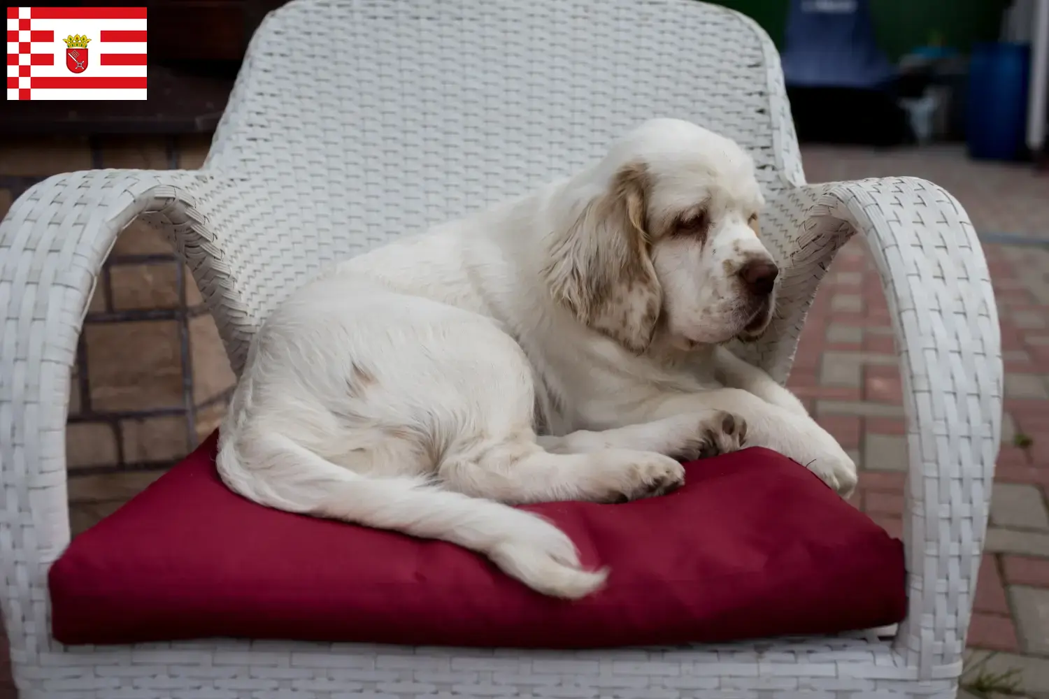 Cuccioli di Clumber Spaniel e allevatori Bremen Trova qui gli allevatori di Clumber Spaniels a Brema.