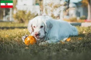 Scopri di più sull'articolo Allevatori di Clumber Spaniel e cuccioli in Nord Reno-Westfalia