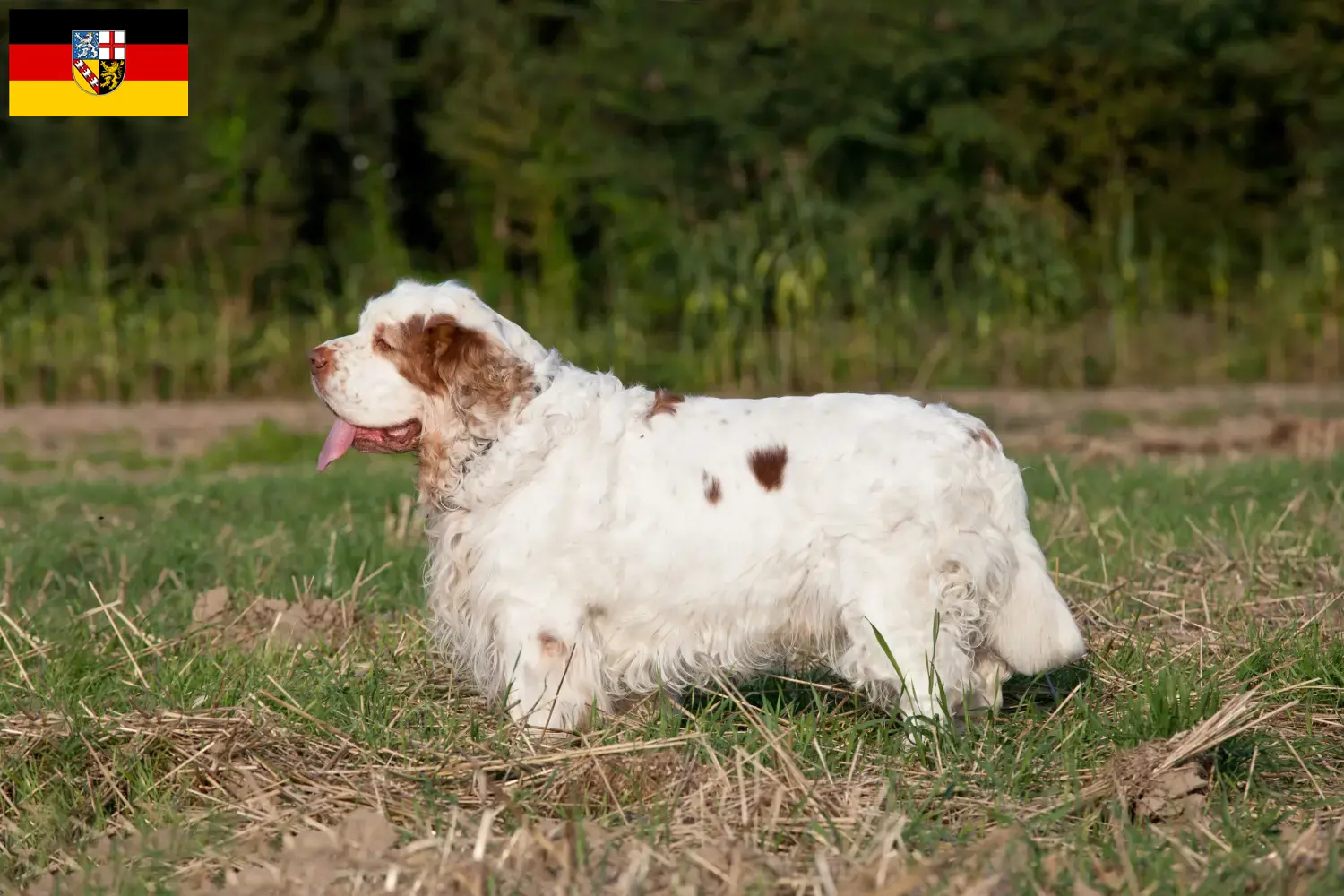 Cuccioli di Clumber Spaniel e allevatori Saarland Qui potete trovare gli allevatori di Clumber Spaniels im Saarland.