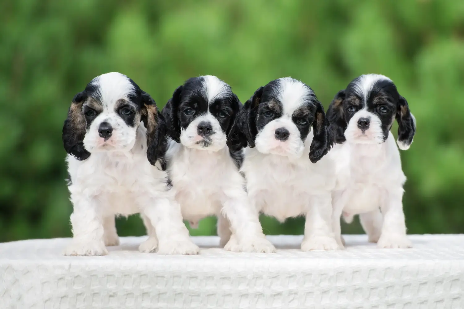 Acquistare un cucciolo di American Water Spaniel significa assumersi delle responsabilità! Comprare cuccioli di Cocker Spaniel americano.